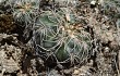 Anteprima di Gymnocalycium calochlorum