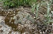 Anteprima di Gymnocalycium calochlorum