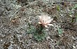 Vista previa de Gymnocalycium calochlorum