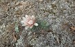 Preview photo Gymnocalycium calochlorum