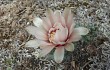 Vista previa de Gymnocalycium calochlorum