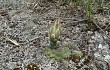 Preview photo Gymnocalycium calochlorum