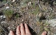 Vista previa de Gymnocalycium calochlorum