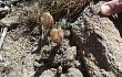 Anteprima di Gymnocalycium calochlorum