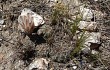 Vista previa de Gymnocalycium calochlorum