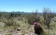 Vista previa de Gymnocalycium horridispinum