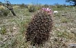 Vista previa de Gymnocalycium horridispinum