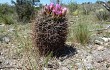 Preview photo Gymnocalycium horridispinum