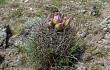 Vista previa de Gymnocalycium horridispinum