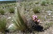 Preview photo Gymnocalycium horridispinum