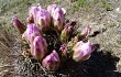 Anteprima di Gymnocalycium horridispinum