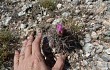 Vista previa de Gymnocalycium horridispinum