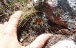 Vista previa de Gymnocalycium horridispinum