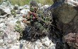 Preview photo Gymnocalycium horridispinum