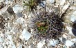 Vista previa de Gymnocalycium horridispinum