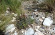 Preview photo Gymnocalycium horridispinum