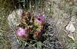 Anteprima di Gymnocalycium horridispinum