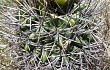 Preview photo Gymnocalycium horridispinum