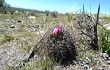 Vista previa de Gymnocalycium horridispinum