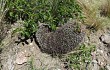 Preview photo Gymnocalycium horridispinum