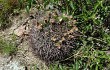 Preview photo Gymnocalycium horridispinum