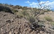 Vista previa de Gymnocalycium hossei