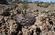 Vista previa de Gymnocalycium hossei