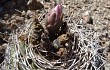 Preview photo Gymnocalycium hossei