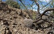 Vista previa de Gymnocalycium hossei