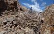 Anteprima di Gymnocalycium hossei