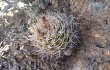 Preview photo Gymnocalycium hossei