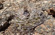 Vista previa de Gymnocalycium hossei