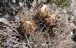 Preview photo Gymnocalycium hossei