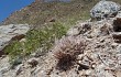 Vista previa de Gymnocalycium hossei