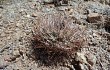 Preview photo Gymnocalycium hossei