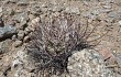 Preview photo Gymnocalycium hossei