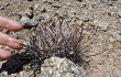 Vista previa de Gymnocalycium hossei