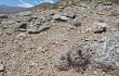 Vista previa de Gymnocalycium hossei