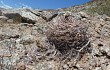 Vista previa de Gymnocalycium hossei