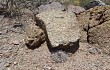 Vista previa de Gymnocalycium hossei