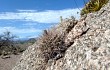 Vista previa de Gymnocalycium hossei