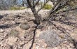 Vista previa de Gymnocalycium hossei