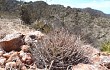 Vista previa de Gymnocalycium hossei