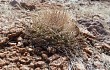 Preview photo Gymnocalycium hossei