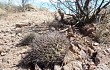 Vista previa de Gymnocalycium hossei