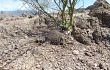 Vista previa de Gymnocalycium hossei