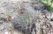 Vista previa de Gymnocalycium hossei