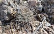 Preview photo Gymnocalycium hossei