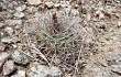 Vista previa de Gymnocalycium hossei