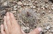 Preview photo Gymnocalycium hossei